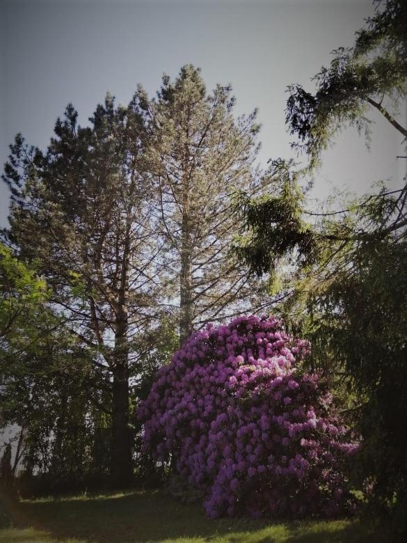 Chalpa Na Skarpie Villa Meszna Bagian luar foto